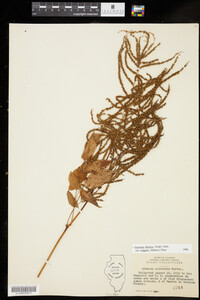 Aruncus dioicus image