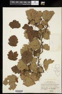 Crataegus mollis image