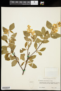 Image of Exochorda serratifolia
