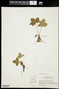 Fragaria vesca ssp. americana image