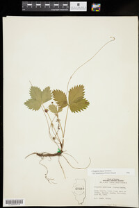 Fragaria vesca ssp. americana image