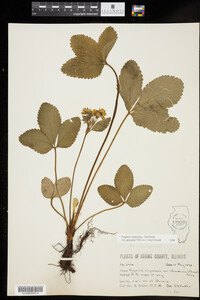 Fragaria virginiana ssp. grayana image