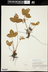Fragaria virginiana ssp. grayana image