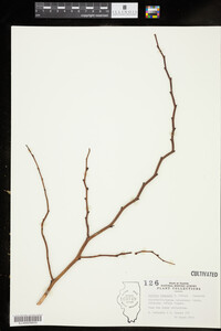 Image of Neillia sinensis