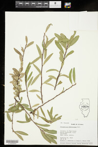 Image of Peraphyllum ramosissimum