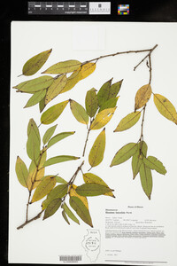 Rhamnus lanceolata image