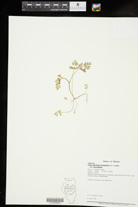 Image of Chaerophyllum procumbens var. procumbens