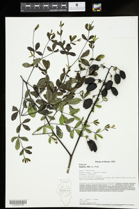 Image of Baptisia alba