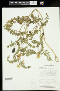 Image of Astragalus cicer