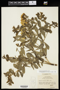 Baptisia bracteata image