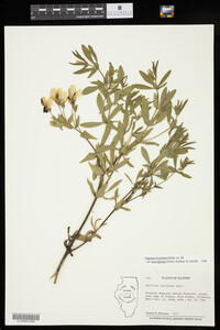 Baptisia leucophaea image