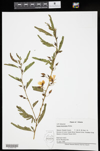 Image of Chamaecrista fasciculata