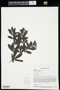 Baptisia leucophaea image