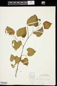 Cercis canadensis image