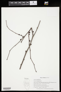 Cercis canadensis image