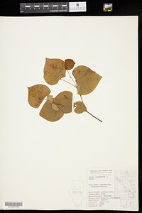 Cercis canadensis image