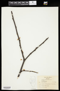 Cercis canadensis image