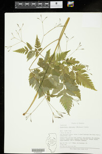 Osmorhiza claytoni image