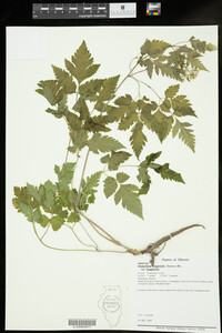 Image of Osmorhiza longistylis var. longistylis