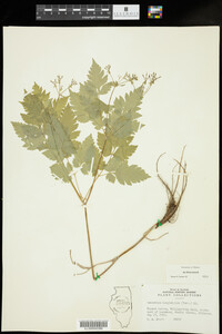 Osmorhiza longistylis image