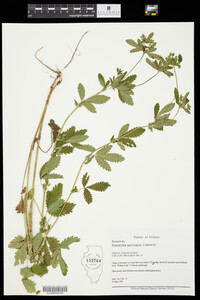 Potentilla norvegica image