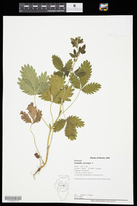 Potentilla norvegica image