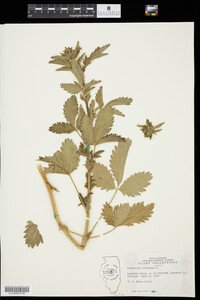 Potentilla norvegica image