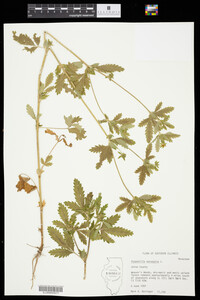 Potentilla norvegica image