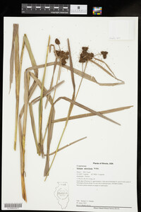 Scirpus atrovirens image