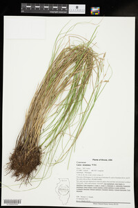 Carex straminea image