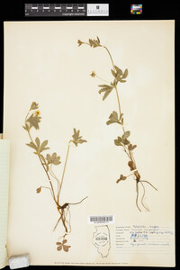 Potentilla simplex image