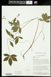 Sanicula canadensis var. canadensis image