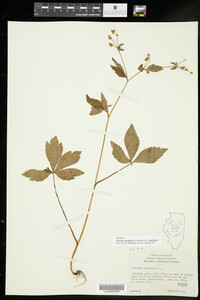 Sanicula canadensis var. canadensis image