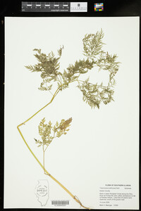 Image of Trepocarpus aethusae