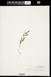 Isanthus brachiatus image
