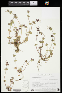 Lamium amplexicaule image