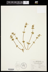 Lamium amplexicaule image