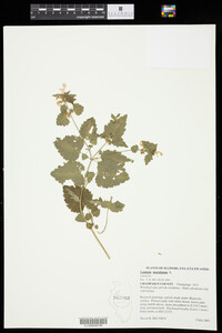 Lamium maculatum image