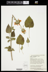 Image of Leonotis nepetaefolia