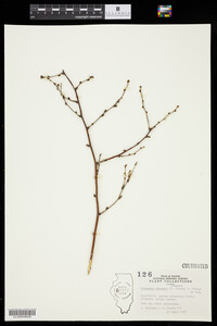 Image of Prinsepia sinensis