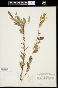Image of Prinsepia uniflora