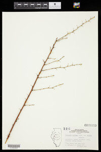 Image of Prinsepia uniflora var. serrata