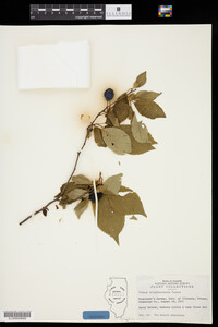 Image of Prunus alleghaniensis