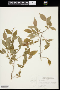 Image of Prunus americana var. americana