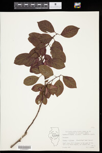 Image of Prunus x cistena