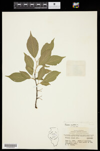 Image of Prunus insititia