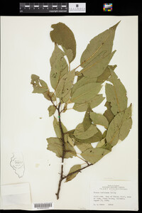 Prunus hortulana image