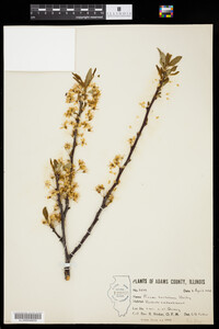 Prunus hortulana image