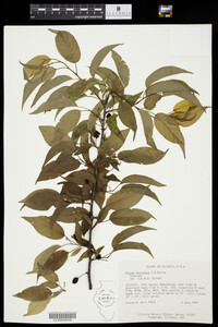 Prunus hortulana image