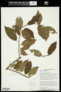 Prunus hortulana image